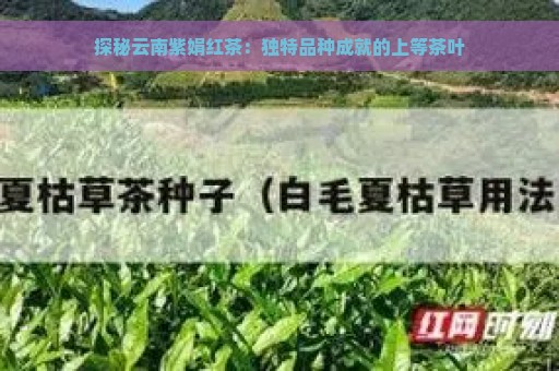 探秘云南紫娟红茶：独特品种成就的上等茶叶