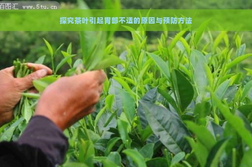 探究茶叶引起胃部不适的原因与预防方法