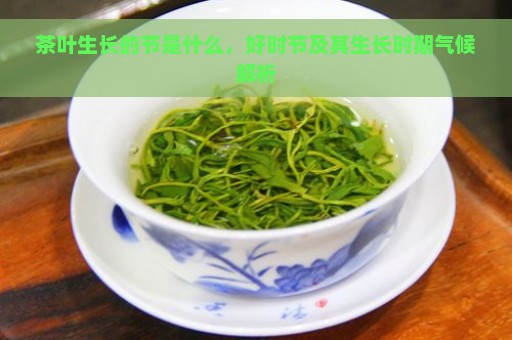 茶叶生长的节是什么，好时节及其生长时期气候解析