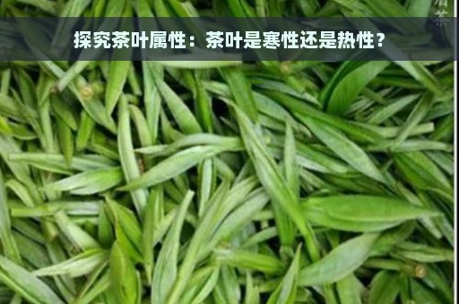 探究茶叶属性：茶叶是寒性还是热性？