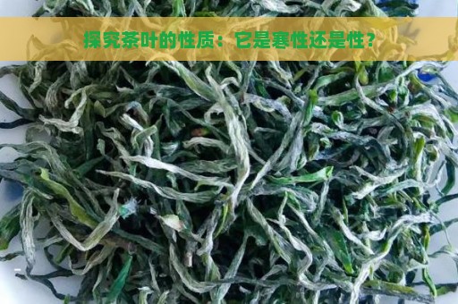 探究茶叶的性质：它是寒性还是性？