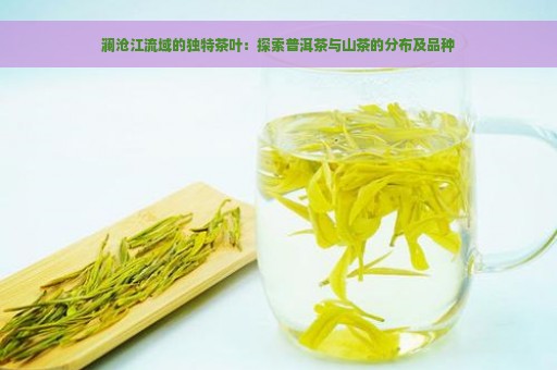 澜沧江流域的独特茶叶：探索普洱茶与山茶的分布及品种