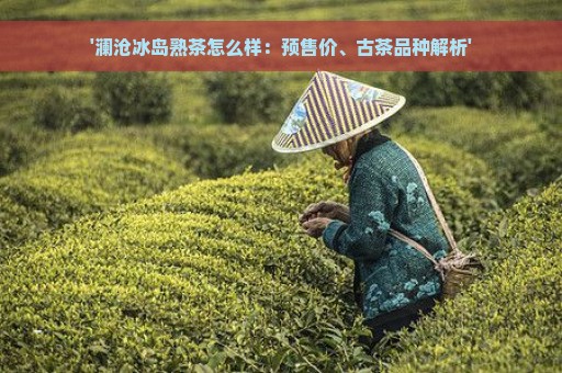 '澜沧冰岛熟茶怎么样：预售价、古茶品种解析'