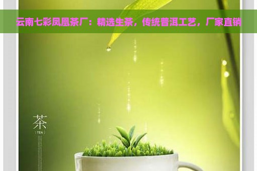 云南七彩凤凰茶厂：精选生茶，传统普洱工艺，厂家直销