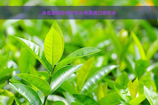 冰岛茶的独特产区分布及其口感特点