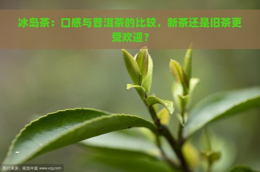 冰岛茶：口感与普洱茶的比较，新茶还是旧茶更受欢迎？