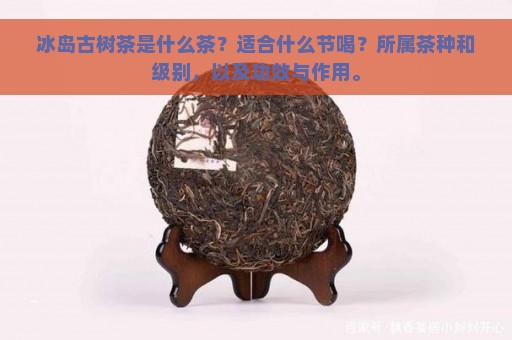 冰岛古树茶是什么茶？适合什么节喝？所属茶种和级别，以及功效与作用。