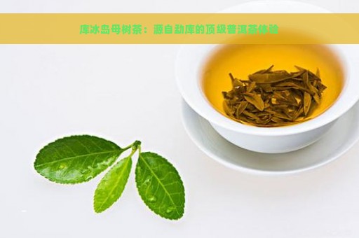 库冰岛母树茶：源自勐库的顶级普洱茶体验