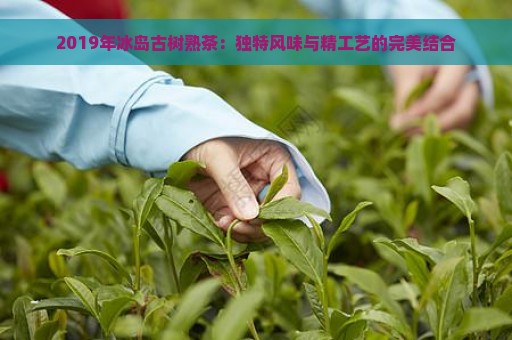 2019年冰岛古树熟茶：独特风味与精工艺的完美结合