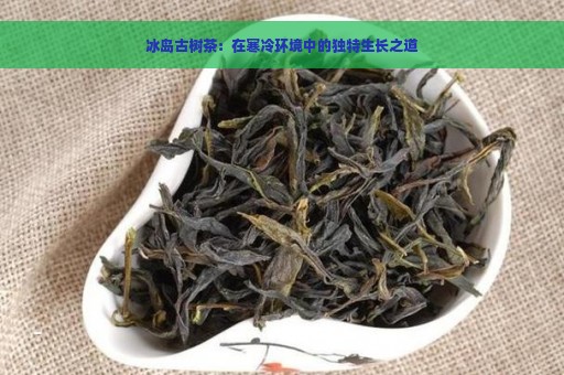 冰岛古树茶：在寒冷环境中的独特生长之道