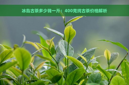 冰岛古茶多少钱一斤：400克纯古茶价格解析