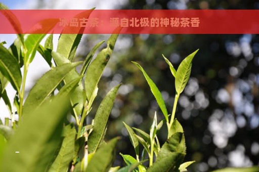 冰岛古茶：源自北极的神秘茶香