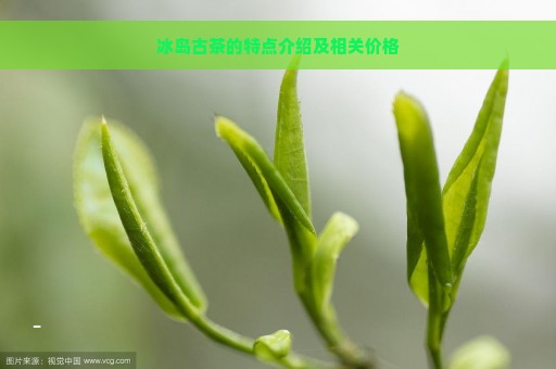 冰岛古茶的特点介绍及相关价格