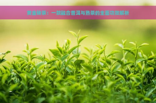 黄金砖茶：一款融合普洱与熟茶的全面功效解析