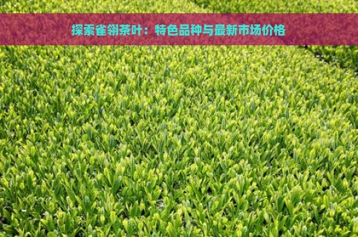 探索雀翎茶叶：特色品种与最新市场价格