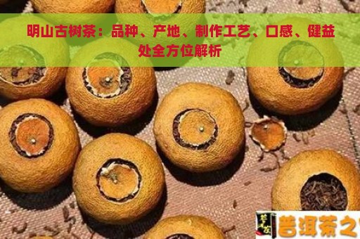 明山古树茶：品种、产地、制作工艺、口感、健益处全方位解析