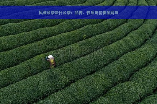 风雅颂茶是什么茶：品种、性质与价格全解析