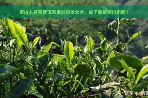 新山人名茶普洱茶批发报价大全，你了解最新价格吗？