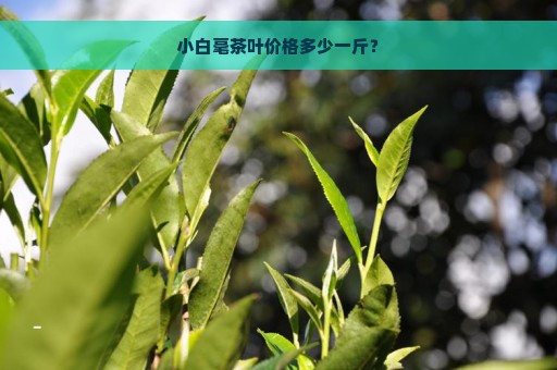 小白毫茶叶价格多少一斤？