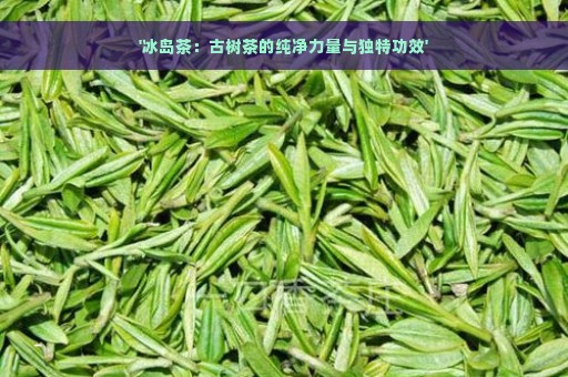 '冰岛茶：古树茶的纯净力量与独特功效'