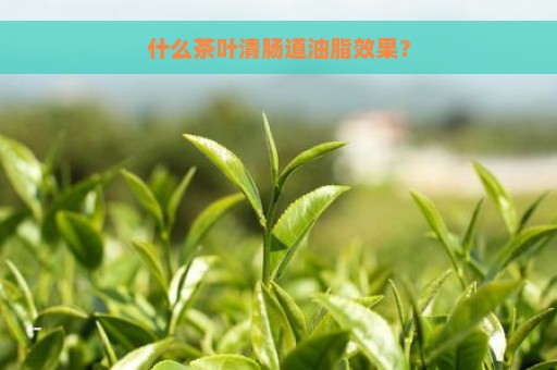 什么茶叶清肠道油脂效果？