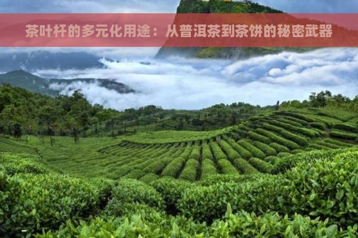 茶叶杆的多元化用途：从普洱茶到茶饼的秘密武器