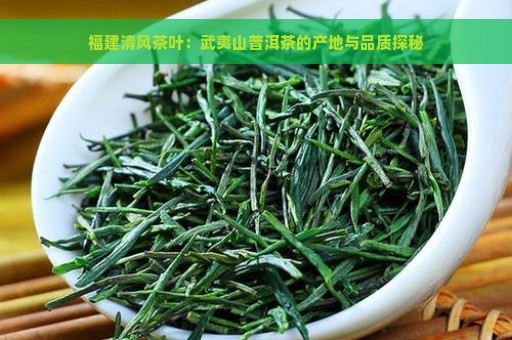 福建清风茶叶：武夷山普洱茶的产地与品质探秘