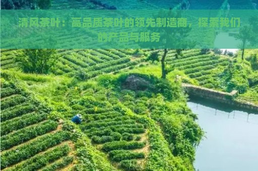 清风茶叶：高品质茶叶的领先制造商，探索我们的产品与服务