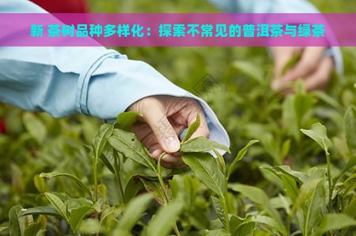 新 茶树品种多样化：探索不常见的普洱茶与绿茶