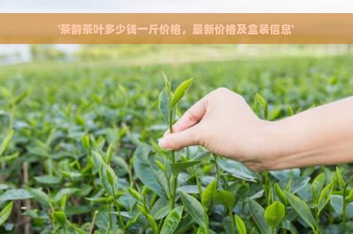 '茶韵茶叶多少钱一斤价格，最新价格及盒装信息'