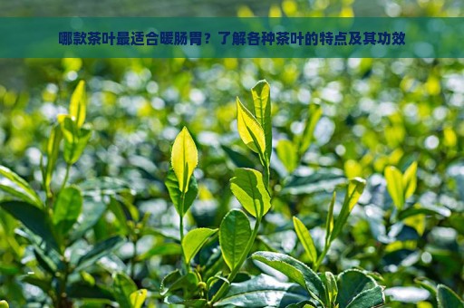 哪款茶叶最适合暖肠胃？了解各种茶叶的特点及其功效