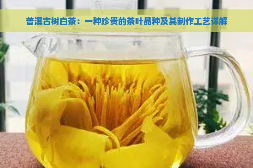 普洱古树白茶：一种珍贵的茶叶品种及其制作工艺详解