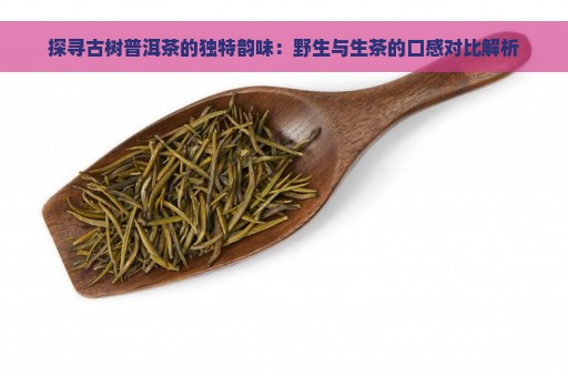 探寻古树普洱茶的独特韵味：野生与生茶的口感对比解析