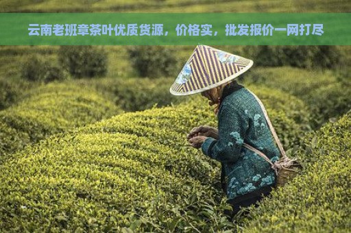 云南老班章茶叶优质货源，价格实，批发报价一网打尽