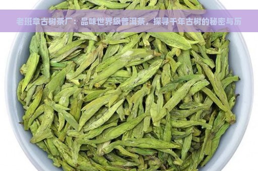 老班章古树茶厂：品味世界级普洱茶，探寻千年古树的秘密与历