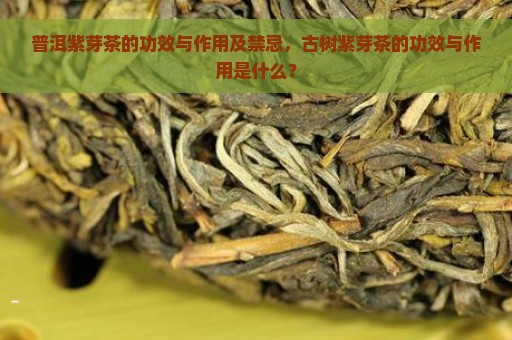 普洱紫芽茶的功效与作用及禁忌，古树紫芽茶的功效与作用是什么？