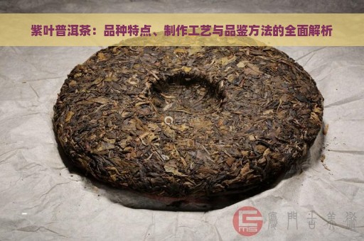 紫叶普洱茶：品种特点、制作工艺与品鉴方法的全面解析