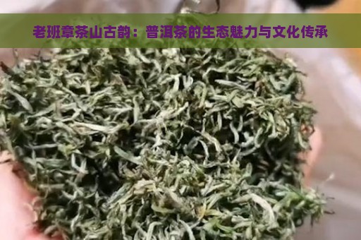 老班章茶山古韵：普洱茶的生态魅力与文化传承