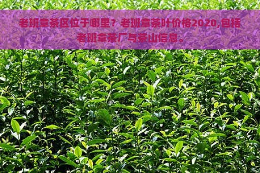 老班章茶区位于哪里？老班章茶叶价格2020,包括老班章茶厂与茶山信息。