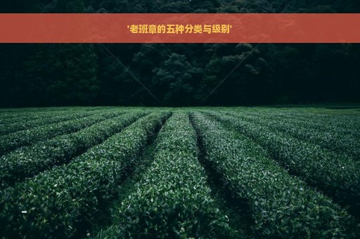 '老班章的五种分类与级别'