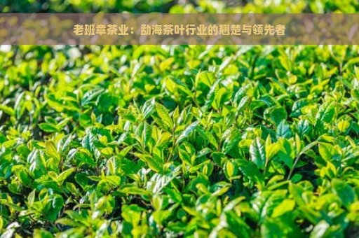 老班章茶业：勐海茶叶行业的翘楚与领先者