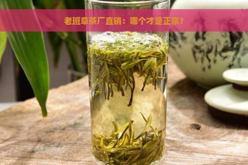 老班章茶厂直销：哪个才是正宗？