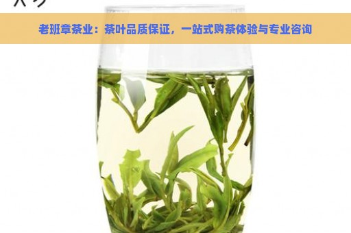 老班章茶业：茶叶品质保证，一站式购茶体验与专业咨询