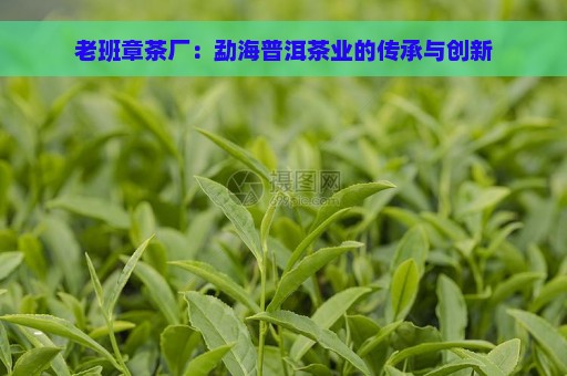 老班章茶厂：勐海普洱茶业的传承与创新