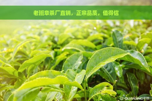 老班章茶厂直销，正宗品质，值得信