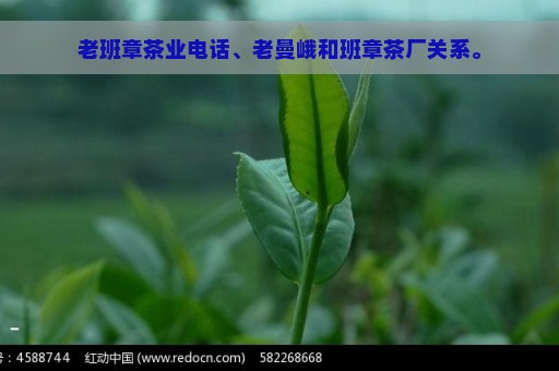 老班章茶业电话、老曼峨和班章茶厂关系。