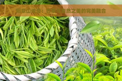 班章山传奇：古茶与自然之美的完美融合