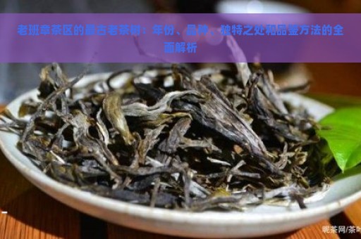 老班章茶区的最古老茶树：年份、品种、独特之处和品鉴方法的全面解析