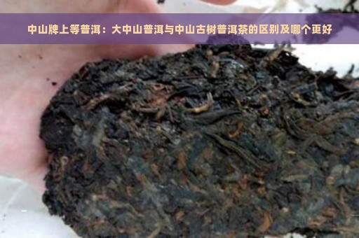 中山牌上等普洱：大中山普洱与中山古树普洱茶的区别及哪个更好