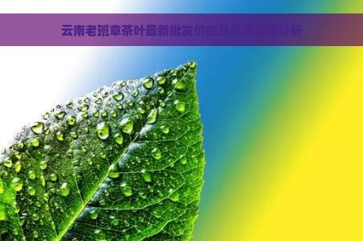 云南老班章茶叶最新批发价格及优质货源分析